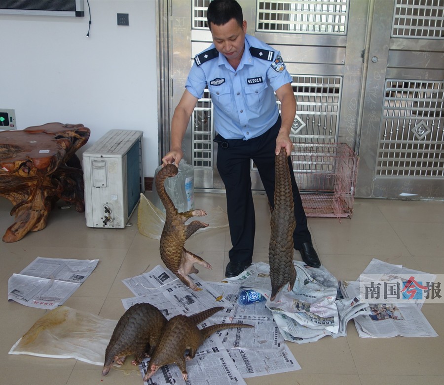 海鮮店門面擺放普通海鮮 衛(wèi)生間竟藏有四只穿山甲 海鮮店門面擺放普通海鮮 衛(wèi)生間竟藏有四只穿山甲