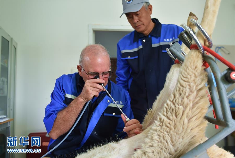 山西“羊?qū)<摇比〗?jīng)“洋專家” 山西“羊?qū)<摇比〗?jīng)“洋專家”